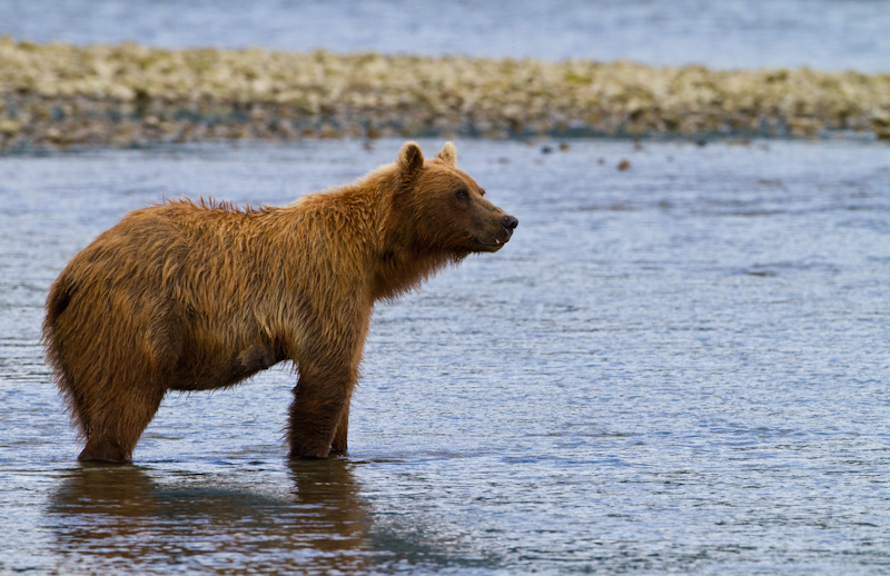 Grizzly Bear